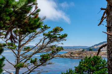 Point Lobos, California with trees and ocean