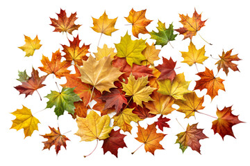 Fototapeta premium Autumn Maple Leaves Assortment in Vibrant Colors on Transparent Background