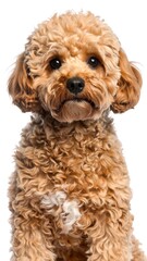 Close-up of a fluffy apricot-colored poodle puppy