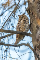 Long-eared owl (Asio otus), looking forward with wide opened eyes