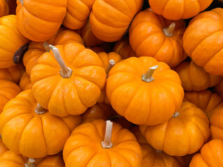 Tiny Halloween pumpkins in a super market. Jack Be Little, Munchkin, Baby Bear, mini pumpkin