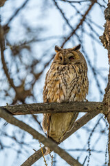 Long-eared owl (Asio otus), looking forward with wide opened eyes
