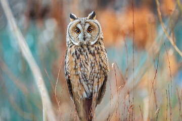 Long-eared owl (Asio otus), looking forward with wide opened eyes