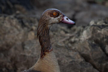 Egyptian goose beautiful close up in Serengeti national park of Tanzania