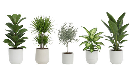 Fototapeta premium Collection of five different potted green houseplants with lush foliage, isolated on transparent background