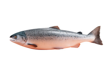 Naklejka premium Side view of a fresh whole salmon fish on white background, cut out
