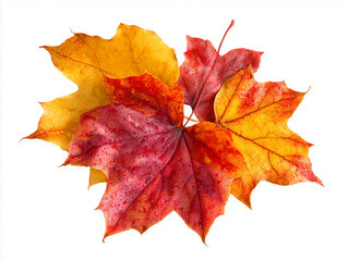 Isolated autumn leaves on a white background, yellow, orange, green, red, brown