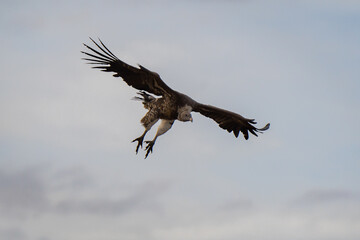 Ruppell's vulture flying in Serengeti national park over a carcass