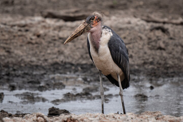 Marabou stork walking in African bush looking for food at sunset