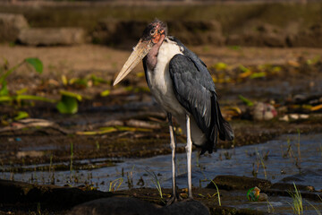 Marabou stork walking in African bush looking for food at sunset
