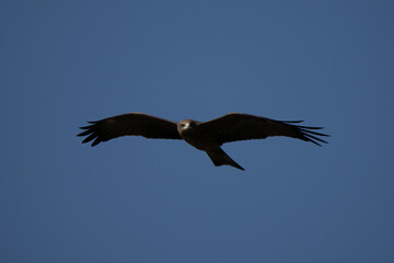 Black kite flying and hunting on blue sky