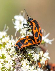 Close-up of two mating red and black beetles on white flowers