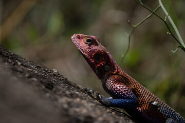 Colorful male of mwanza flat-headed rock agama sunbathing on a rock in Tanzania national park