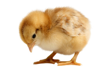 Fototapeta premium Adorable fluffy yellow chick, isolated on transparent background. background removed