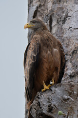 Black kite portrait on a tree