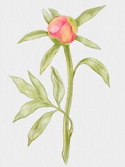 Watercolor illustration of a coral peony flower created in Procreate, delicate petals, soft artistic style, minimal and elegant floral artwork