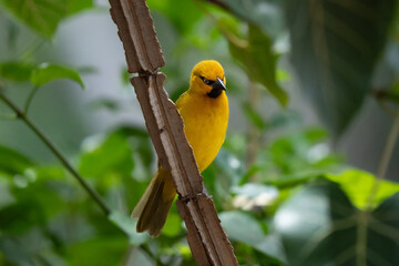 Spectacled weaver portrait flying in African woodland 