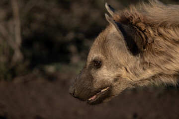 Intense portrait of a spotted hyena dominant female in the African savannah
