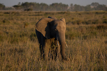 Big elephant walking in the african bush