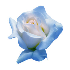 Elegant blue rose isolated on a white background. Beautiful head flower. Spring time, summer. Garden decoration, landscaping. Floral floristic arrangement