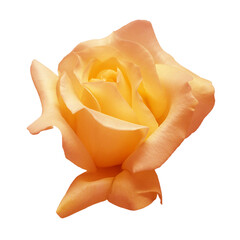 Elegant orange rose isolated on a white background. Beautiful head flower. Spring time, summer. Garden decoration, landscaping. Floral floristic arrangement