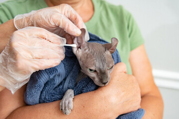 Veterinarian Cleans Elf Cat’s Ears. Exotic Pet with Curled Ears in Hands of Care.