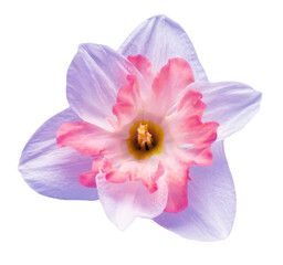 Blue-pink daffodil flower isolated on white background. Beautiful composition for advertising and packaging design in the garden business