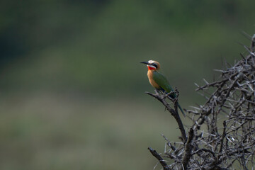 Colorful white fronted bee eater, skilled hunter, capsule of catching bee in flight, then heading to a tree branch to stun it and remove the stinger before eating It