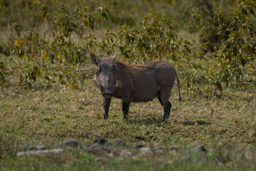 Common warthog looking in camera grazing in African grasslands with full body and tusks visible 