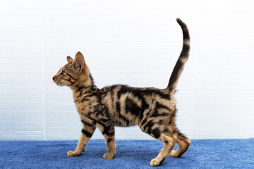 Young Savannah kitten strides on blue. Agile, sleek, and built for style.