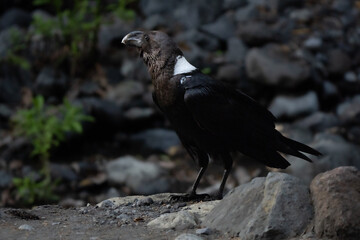 White-necked raven close up moving in African bush with white neck well visible 