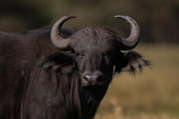 Portrait of african buffalo, syncerus caffer. Horns are its characteristic feature: they have fused bases that form a continuous bone shield, referred to as a 