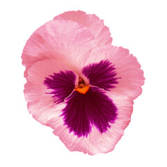 Pink flower pansy isolated on white background. Beautiful composition for advertising and packaging design in the garden business