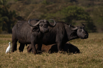 Obraz premium Herd of african buffalos, syncerus caffer. Horns are its characteristic feature: they have fused bases that form a continuous bone shield, referred to as a 