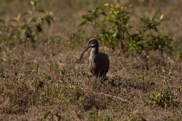 Hadada ibis grazing in African grassland at sunset