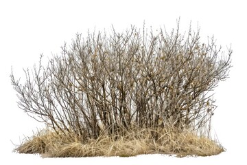 Dry bush with bare branches