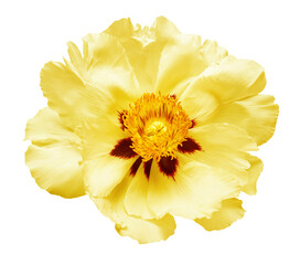 Yellow peony flower isolated on white background. Floral pattern, object. Flat lay, top view