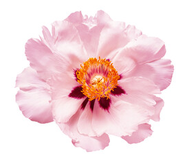 Pink peony flower isolated on white background. Floral pattern, object. Flat lay, top view