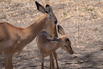 Sweet impala mom with her baby. The impala or rooibok is a medium-sized antelope found in eastern and southern Africa