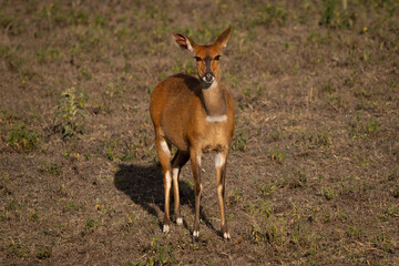 Female cape bushbuck in the sunset of African grassland