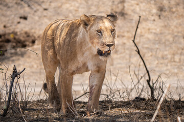 The lioness is a symbol of true power and fortitude. Even in the face of daunting obstacles, she is unwavering in her courage and determination