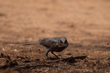 Ashy starling on the ground looking for food in Tanzania bush