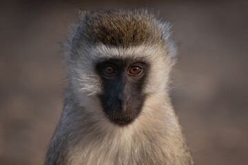 Adult vervet monkey (Chlorocebus pygerythrus), or simply vervet, is an Old World monkey of the family Cercopithecidae native to Africa. Mostly herbivorous monkeys have black faces and grey body hair