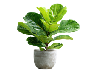 Fiddle leaf fig plant in a modern concrete pot for home decor on a transparent background, cut out