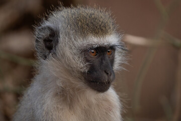 Adult vervet monkey (Chlorocebus pygerythrus), or simply vervet, is an Old World monkey of the family Cercopithecidae native to Africa. Mostly herbivorous monkeys have black faces and grey body hair