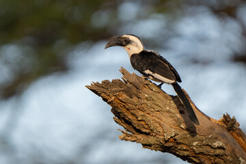 Beautiful portrait of a Von der Decken's hornbill female on a tree branch in African sunset 
