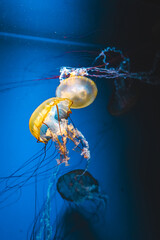 Colorful jellyfish swim gracefully in a deep blue aquarium habitat