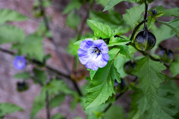 Blue apple-of-Peru or Nicandra physalodes flower and foliage in summer, close up