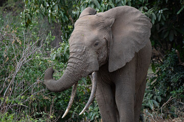African bush Elephant with massive tusks