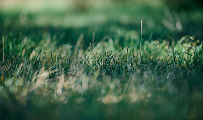 Thick green grass in a field, focused on the center, with a blurred foreground and background